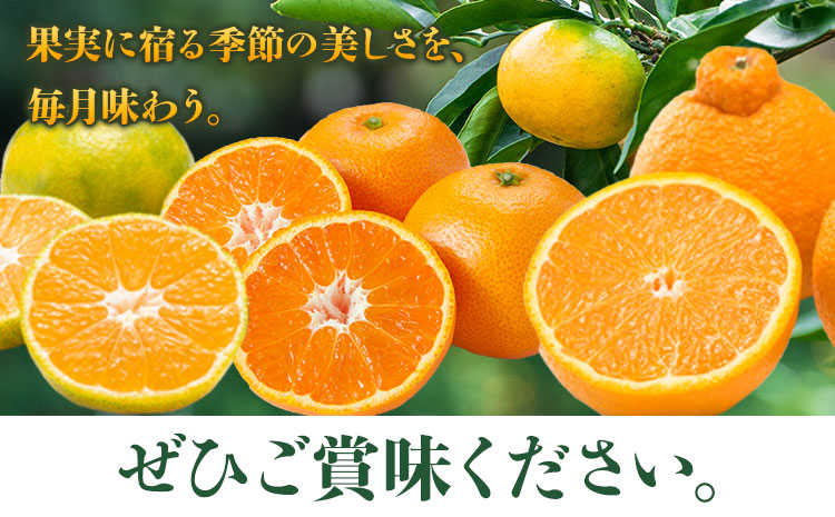 秀品 みかん 3ヶ月定期便 【ミニ：計8kg】 日本フルーツ株式会社《2025年10月上旬-12月末頃出荷》熊本県 長洲町 早生みかん 温州みかん 不知火 果物 フルーツ スイーツ デザート ギフト ご贈答---sn_nfuktei_24000_mini_aug3---