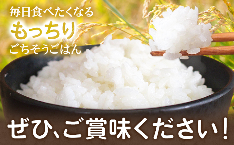 令和7年産 米 森のくまさん 5kg くまもと食彩の力《60日以内に出荷予定(土日祝除く)》熊本県 長洲町 お米 こめ コメ---sn_kmmk_60d_r7_16000_5kg---