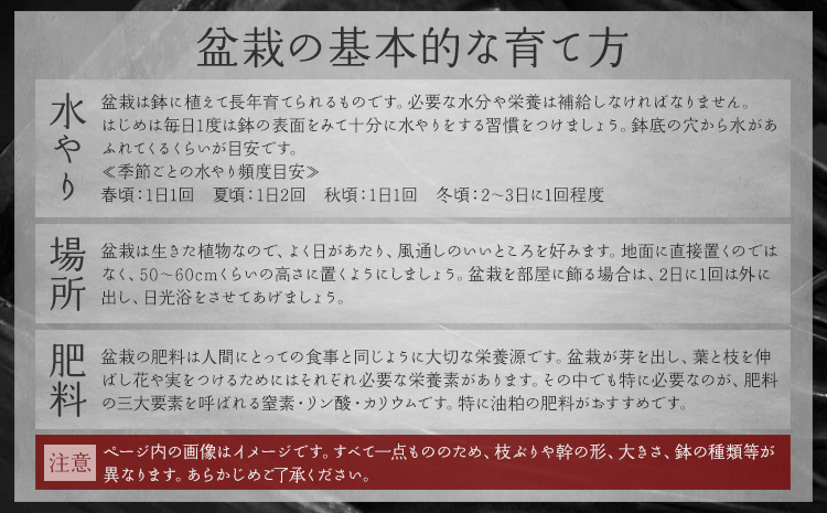 樹心園 五葉松 盆栽《30日以内に出荷予定(土日祝除く)》ごようまつ 盆栽作家 徳永功---sn_kgkrgoym_30d_r7_60000_1p---
