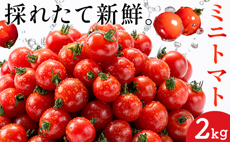 ミニトマト とれたてミニトマト 2kg トマト 野菜 サラダ ダイエット おやつ パスタ マリネ 有機肥料 ミニトマト宮本《1月中旬-6月中旬頃出荷》 熊本県 長洲町 送料無料 トマト とまと 野菜 国産 熊本県産---sn_miyamtmt_q16_r7_10000_2k---