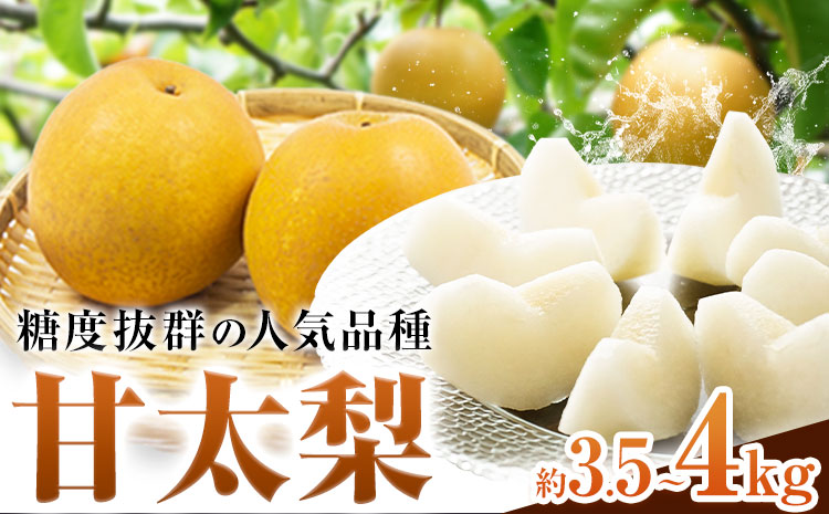 梨 甘太梨 和梨 なし フルーツ 果物 旬 秋 約3.5~ 4kg 長洲町産 竹下果樹園《9月上旬-9月下旬頃出荷》熊本県 長洲町 果物 なし かんた---sn_ctkknt_ab9_24_13000_4kg---st-p