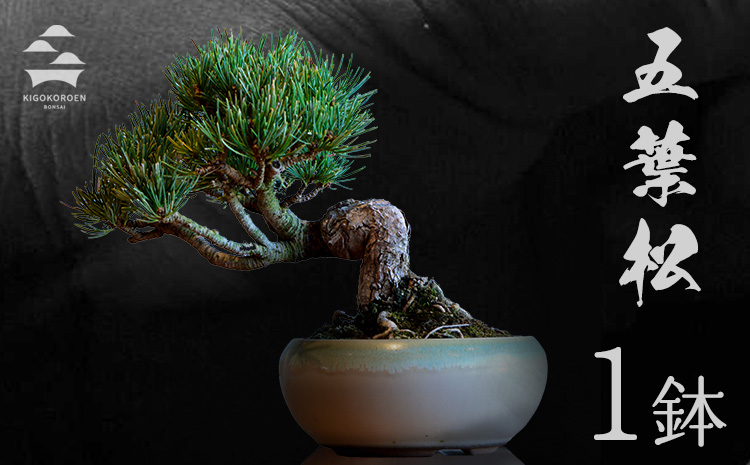 樹心園 五葉松 盆栽《30日以内に出荷予定(土日祝除く)》ごようまつ 盆栽作家 徳永功---sn_kgkrgoym_30d_r7_60000_1p---