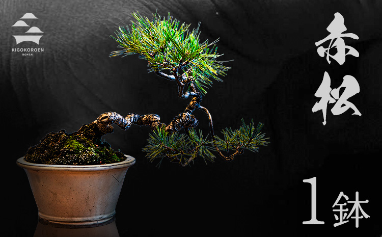 樹心園 赤松 盆栽《30日以内に出荷予定(土日祝除く)》あかまつ 盆栽作家 徳永功---sn_kgkrakmt_30d_r7_53500_1p---