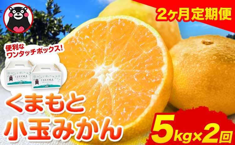 訳あり みかん 小玉みかん くまもと小玉みかん 5kg (2.5kg×2箱) 2ヶ月定期便 秋 旬 不揃い 傷 ご家庭用 SDGs 小玉 たっぷり 熊本県 産 S-3Sサイズ フルーツ 旬 柑橘 長洲町 温州みかん[10月・11月出荷]---fn_nkdmtei_24_10500_5kg_oct2---