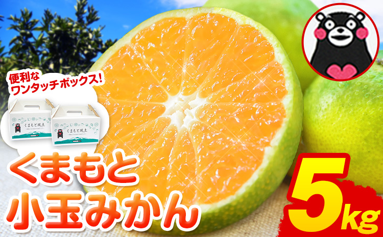 訳あり みかん くまもと小玉みかん 5kg (2.5kg×2箱) フルーツ 柑橘 小玉 [9月中旬-10月下旬頃出荷]---fn_nkomikan_k9_24_5500_5kg--- | みかん みかん みかん みかん みかん みかん みかん みかん みかん みかん みかん みかん みかん みかん みかん みかん みかん みかん みかん みかん みかん みかん みかん みかん みかん みかん みかん みかん みかん みかん みかん みかん