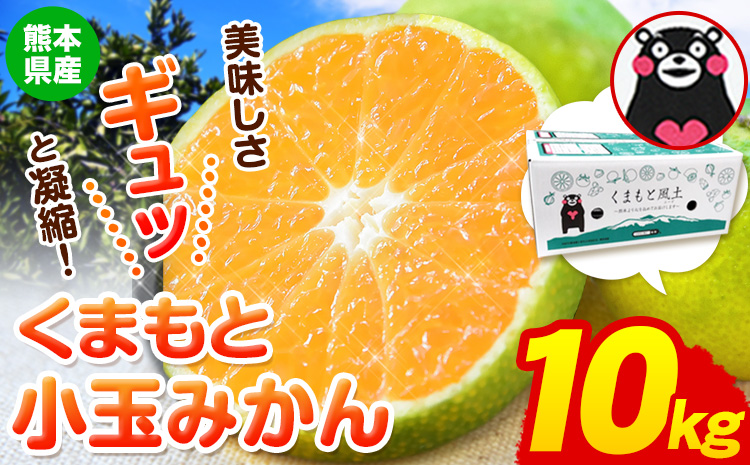 訳あり みかん くまもと小玉みかん 10kg (10kg×1箱) フルーツ 柑橘 小玉 [9月中旬-10月下旬頃出荷]---fn_nkomikan_k9_24_8500_10kg--- | みかん みかん みかん みかん みかん みかん みかん みかん みかん みかん みかん みかん みかん みかん みかん みかん みかん みかん みかん みかん みかん みかん みかん みかん みかん みかん みかん みかん みかん みかん みかん みかん