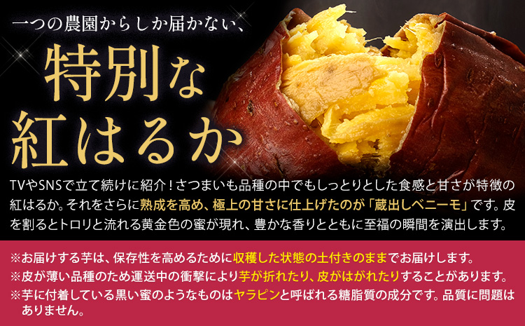 芋 熊本 県 大津 町産 なかせ 農園の蔵出しベニーモ 選べる 約 5kg (大中小サイズ不揃い)《1-5日以内に出荷予定(土日祝除く)》 さつま いも さつま芋 芋 紅 はるか スイート ポテト 干し芋にも 特産品 SDGs 中瀬農園---fn_nksimo_s_25_8000_5kg---