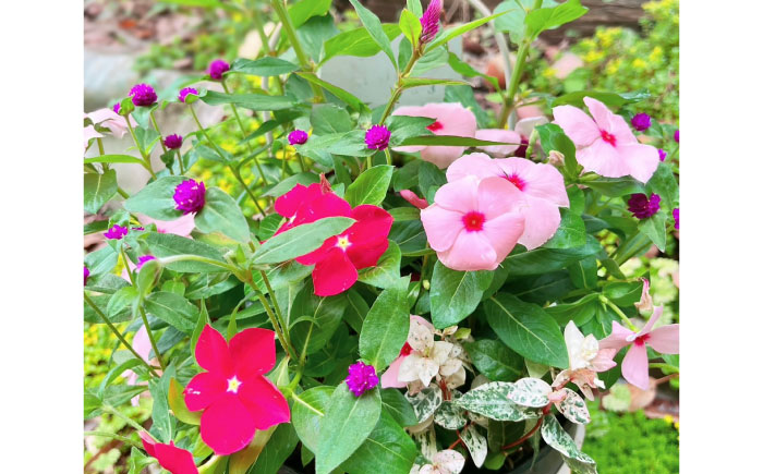 【先行予約】【10月下旬順次発送開始】季節の寄せ植え (おまかせ5種類 小) / 寄せ植え 花苗 鉢【GreenlifeYoshimura】季節の寄せ植え (おまかせ5種類 小) / 寄せ植え 花苗 鉢【GreenlifeYoshimura】 [BHBG002]