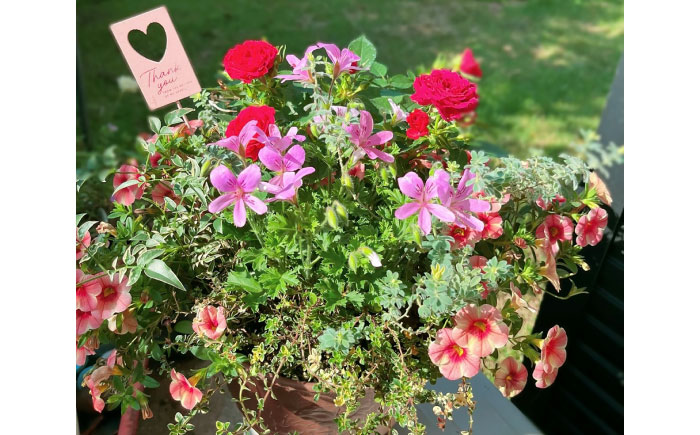 母の月ギフト寄せ植え (おまかせ) / 母 花 華 よせうえ 鉢 【GreenlifeYoshimura】 [BHBG003]