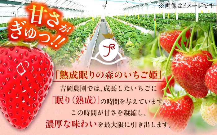 先行予約】【2025年1月発送開始】 熊本県産 いちご さちのか 計1kg (