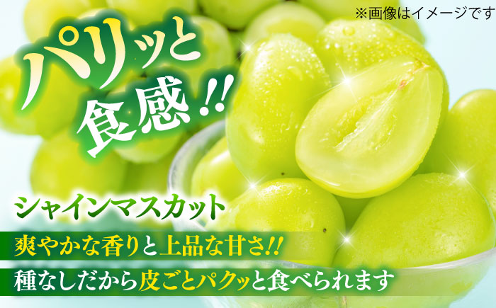 【限定数量】【8月下旬発送開始】シャインマスカット クインニーナ 詰め合わせ 約1.1kg～1.3kg 合計2～3房【りとる農房】 [BHBO003]