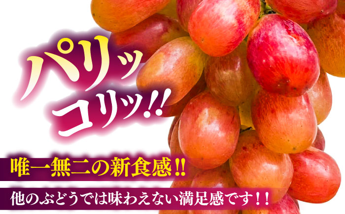 【限定数量】【10月下旬発送開始】ウインク 約1.1kg～1.3kg 合計2～3房 ぶどう【りとる農房】 [BHBO004]