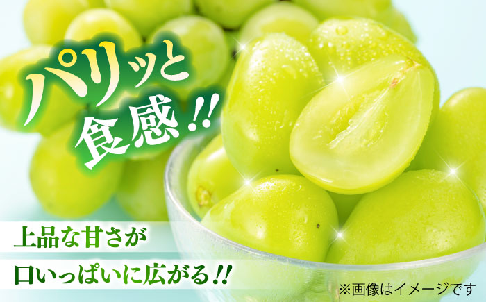【限定数量】【2025年8月下旬発送開始】シャインマスカット(訳あり) 約1.1kgから1.3kg / しゃいんますかっと 新鮮 種なし フルーツ 果物 ギフト 熊本県 菊陽町 【りとる農房】 [BHBO005]