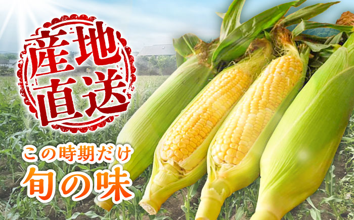 【先行予約】【2026年5月下旬より順次発送】スイートコーン(ドルチェドリーム)約4kg とうもろこし【なかむら農園】 [BHCJ002]