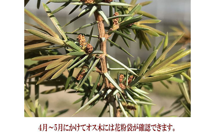 ジュニパーベリー特大苗(西洋ネズ)オス木・メス木セット Juniperus communis 樹高100cm前後 口径18cm スリット鉢植え【Herb＆Rose】 [BHCQ001]