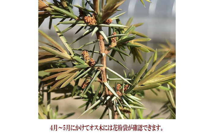 ジュニパーベリー大苗(西洋ネズ) オス木メス木 各1本セット 樹高70cm前後 苗 苗木 口径18cm スリット鉢植え / 庭木 植木 熊本県 菊池郡 菊陽町【Herb＆Rose】 [BHCQ003]