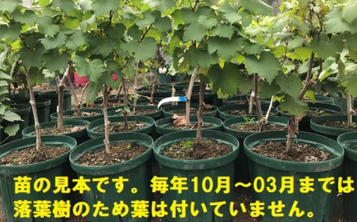 ワイン用 ブドウ苗(ピノノワール)6号鉢入り 2～3年生 大苗 樹高50cm前後 苗 苗木/ ぶどう ぶどう苗木 葡萄 ぶどうの木 庭木 植木 【Herb＆Rose】 [BHCQ006]