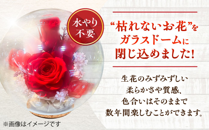 プリザーブドフラワー　ガラスドーム (赤) / 花 プレゼント 贈答用 ガラス 母の日 父の日 入学式 卒業式 菊陽町 熊本県【株式会社 美向】 [BHDC004]