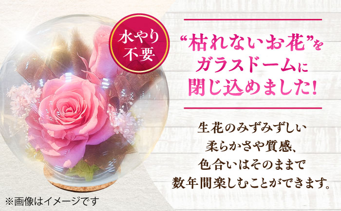 プリザーブドフラワー　ガラスドーム (ピンク) / 花 プレゼント 贈答用 ガラス 母の日 父の日 入学式 卒業式 菊陽町 熊本県【株式会社 美向】 [BHDC006]