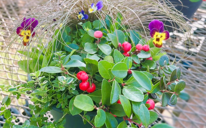 【先行予約】【10月下旬順次発送開始】季節の寄せ植え (おまかせ5種類 小) / 寄せ植え 花苗 鉢【GreenlifeYoshimura】季節の寄せ植え (おまかせ5種類 小) / 寄せ植え 花苗 鉢【GreenlifeYoshimura】 [BHBG002]