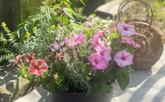 母の月ギフト寄せ植え (おまかせ) / 母 花 華 よせうえ 鉢 【GreenlifeYoshimura】 [BHBG003]