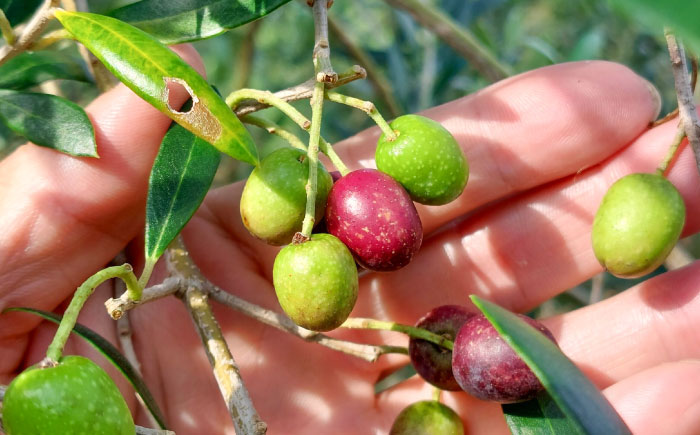 EXVオリーブオイル アルベキナ種 100ml×1 / エクストラバージン オリーブ フルーティ 手摘み コールドプレス 調味料 油 熊本 菊陽町 食用油【こびらオリーブ園】 [BHBL001]