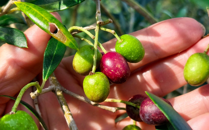 EXV オリーブオイル ピクアル種 130ml×1 / エクストラバージン オリーブ フルーティ 手摘み コールドプレス 調味料 油 熊本 菊陽町 食用油【こびらオリーブ園】 [BHBL002]