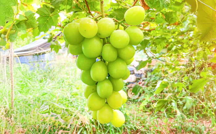 【限定数量】【2025年8月下旬発送開始】シャインマスカット 約1.1kgから1.3kg 合計2から3房 / しゃいんますかっと 新鮮 種なし フルーツ 果物 ギフト 熊本県 菊陽町 【りとる農房】 [BHBO001]