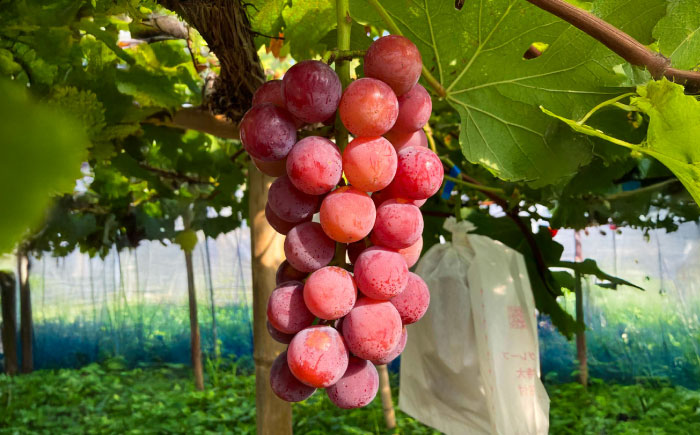 【限定数量】【8月下旬発送開始】 クインニーナ 約1.1kg～1.3kg 合計2～3房 / 糖度 21度 くいーんにーな 甘味 鮮やか あかブドウ ぶどう フルーツ 大粒【りとる農房】 [BHBO002]