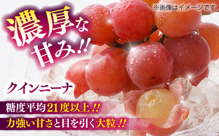 【限定数量】【8月下旬発送開始】シャインマスカット クインニーナ 詰め合わせ 約1.1kg～1.3kg 合計2～3房【りとる農房】 [BHBO003]