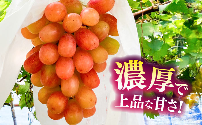 【限定数量】【10月下旬発送開始】ウインク 約1.1kg～1.3kg 合計2～3房 ぶどう【りとる農房】 [BHBO004]