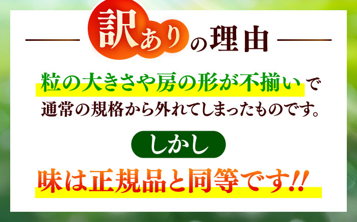 【限定数量】【2025年8月下旬発送開始】シャインマスカット(訳あり) 約1.1kgから1.3kg / しゃいんますかっと 新鮮 種なし フルーツ 果物 ギフト 熊本県 菊陽町 【りとる農房】 [BHBO005]