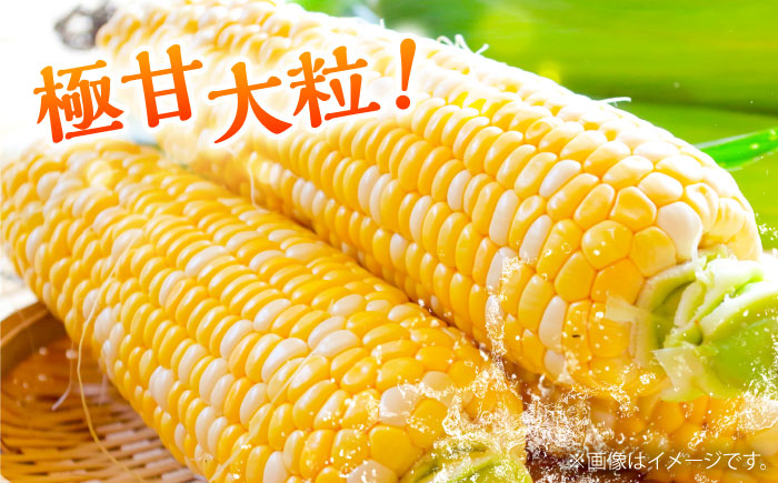 【先行予約】【2026年5月下旬より順次発送】スイートコーン(ドルチェドリーム)約4kg とうもろこし【なかむら農園】 [BHCJ002]