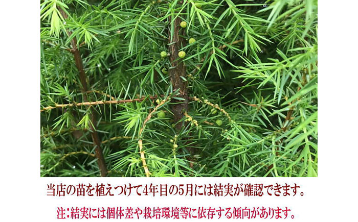 ジュニパーベリー特大苗(西洋ネズ)オス木・メス木セット Juniperus communis 樹高130cm前後 口径21cmスリット鉢植え【Herb＆Rose】 [BHCQ002]