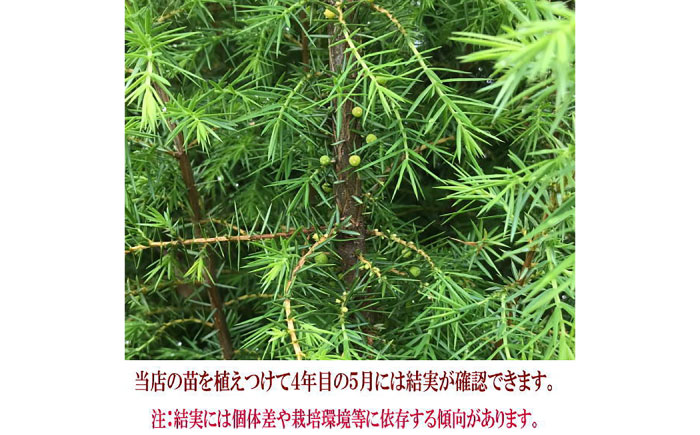 ジュニパーベリー大苗(西洋ネズ) オス木メス木 各1本セット 樹高70cm前後 苗 苗木 口径18cm スリット鉢植え / 庭木 植木 熊本県 菊池郡 菊陽町【Herb＆Rose】 [BHCQ003]