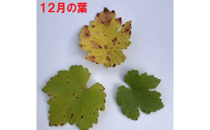 ワイン用 ブドウ苗(カベルネソービニヨン用) 6号鉢入り 2～3年生 大苗 樹高60cm前後 / 果樹 熊本県 ぶどう ぶどう苗木 葡萄 ぶどうの木 庭木 植木 菊池郡 菊陽町【Herb＆Rose】 [BHCQ004]