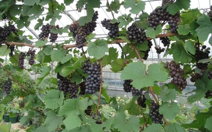 ワイン用 ブドウ苗(ガメイ)6号鉢入り 2～3年生 大苗 樹高60cm前後 苗 苗木 果樹 / ぶどう ぶどう苗木 葡萄 ぶどうの木 庭木 植木 ガーデニング 熊本県 菊陽町【Herb＆Rose】 [BHCQ005]