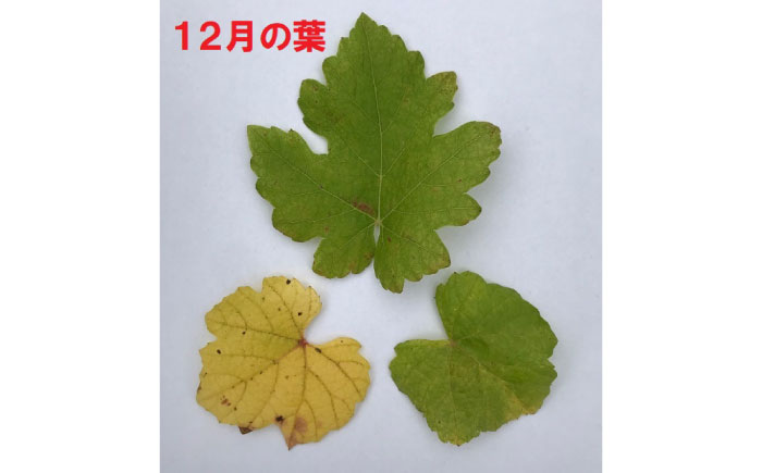 ワイン用 ブドウ苗(シャルドネ) 6号鉢入り 2～3年生 大苗 樹高60cm前後 苗 / 苗木 果樹 ぶどう ぶどう苗木 葡萄 ぶどうの木 庭木 植木 熊本県 菊陽町【Herb＆Rose】 [BHCQ007]