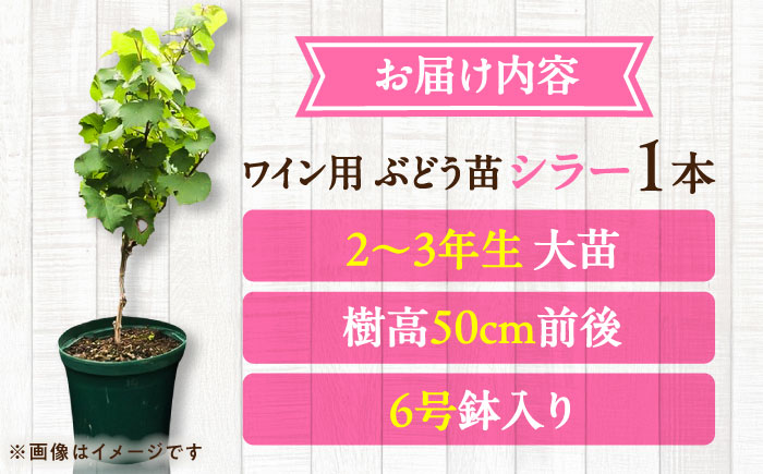 ワイン用ブドウ苗(シラー シラーズ)6号鉢入り 2～3年生 大苗 樹高50cm前後 苗 苗木 果樹  / ぶどう ぶどう苗木 葡萄 ぶどうの木 庭木 植木 熊本県 菊陽町 【Herb＆Rose】 [BHCQ008]