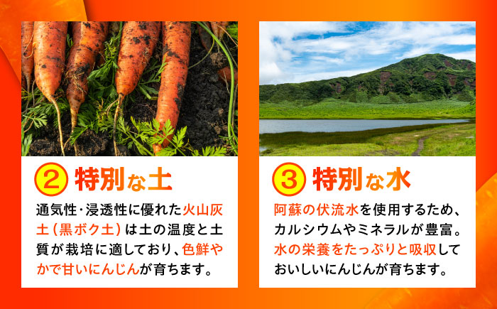 【数量限定】菊陽町の春にんじん 5kg / 人参 ニンジン 5キロ 野菜 熊本県 菊陽町 【有限会社さんふれあ】 [BHAK001]