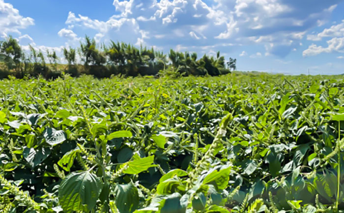 きくちのえごま油 計90g(45g×2本) / 調味料 えごま えごま油 熊本県 サラダ スープ ドレッシング 納豆 卵かけごはん 冷奴 味噌汁 ヨーグルト 生 菊陽町 食用油【菊池えごま生産組合】 [BHAT001]