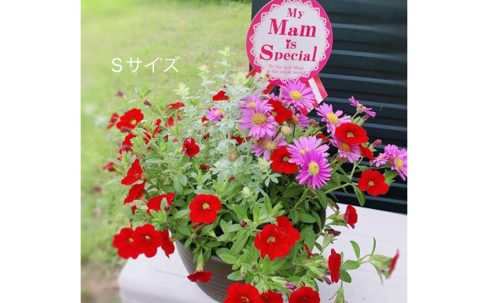 【先行予約】【10月下旬順次発送開始】季節の寄せ植え (おまかせ5種類 小) / 寄せ植え 花苗 鉢【GreenlifeYoshimura】季節の寄せ植え (おまかせ5種類 小) / 寄せ植え 花苗 鉢【GreenlifeYoshimura】 [BHBG002]