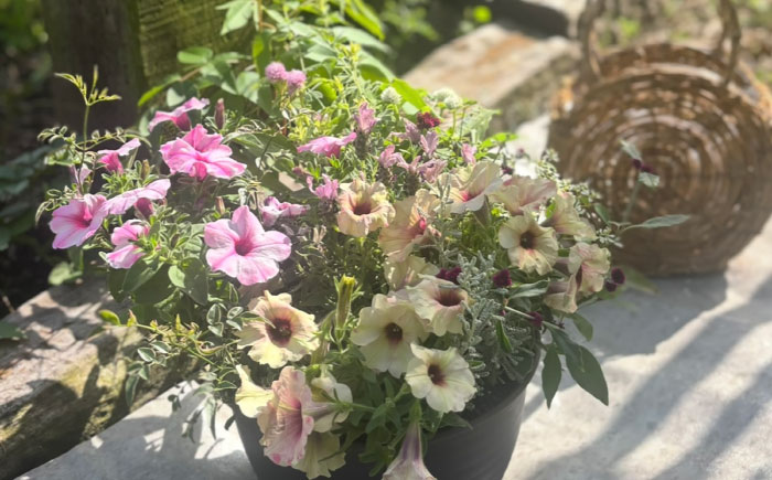 母の月ギフト寄せ植え (おまかせ) / 母 花 華 よせうえ 鉢 【GreenlifeYoshimura】 [BHBG003]