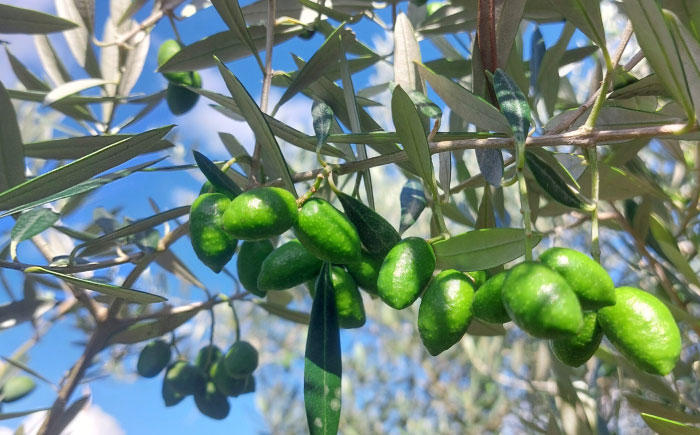 EXVオリーブオイル アルベキナ種 100ml×1 / エクストラバージン オリーブ フルーティ 手摘み コールドプレス 調味料 油 熊本 菊陽町 食用油【こびらオリーブ園】 [BHBL001]