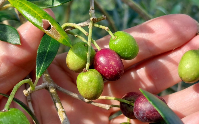 美容オリーブオイル 20ml / 100％ 自家栽培 ベビーオイル 美容 保湿 スキンケア 手のひらサイズ 熊本 菊陽町【こびらオリーブ園】 [BHBL012]