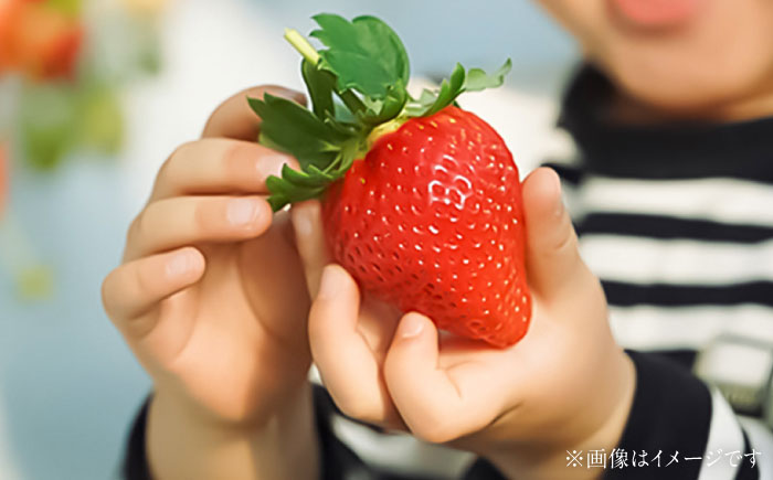 【先行予約】【2026年1月発送開始】 熊本県産 いちご 恋みのり 計1kg (250g×4パック)苺 果物 フルーツ 甘い イチゴ おいしい 熊本県 菊陽町【有限会社 吉岡農園】 [BHBM002]