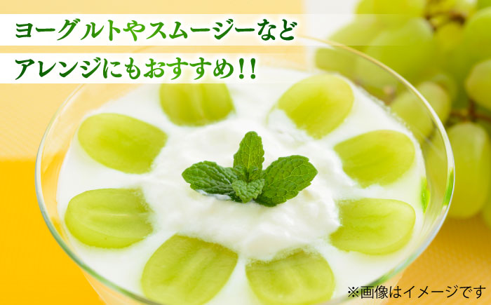 【限定数量】【2025年8月下旬発送開始】シャインマスカット(訳あり) 約1.1kgから1.3kg / しゃいんますかっと 新鮮 種なし フルーツ 果物 ギフト 熊本県 菊陽町 【りとる農房】 [BHBO005]