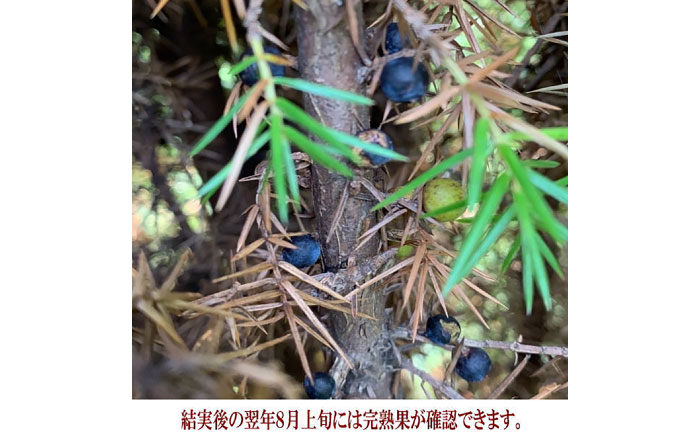 ジュニパーベリー大苗(西洋ネズ) オス木メス木 各1本セット 樹高70cm前後 苗 苗木 口径18cm スリット鉢植え / 庭木 植木 熊本県 菊池郡 菊陽町【Herb＆Rose】 [BHCQ003]