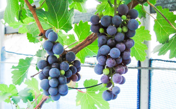 ワイン用 ブドウ苗(カベルネソービニヨン用) 6号鉢入り 2～3年生 大苗 樹高60cm前後 / 果樹 熊本県 ぶどう ぶどう苗木 葡萄 ぶどうの木 庭木 植木 菊池郡 菊陽町【Herb＆Rose】 [BHCQ004]