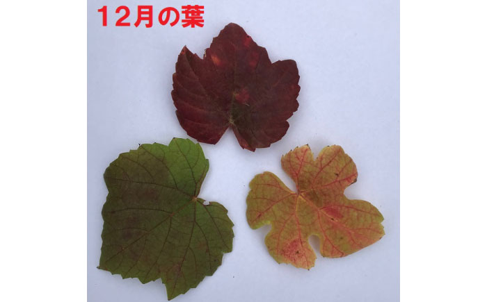 ワイン用 ブドウ苗(ガメイ)6号鉢入り 2～3年生 大苗 樹高60cm前後 苗 苗木 果樹 / ぶどう ぶどう苗木 葡萄 ぶどうの木 庭木 植木 ガーデニング 熊本県 菊陽町【Herb＆Rose】 [BHCQ005]